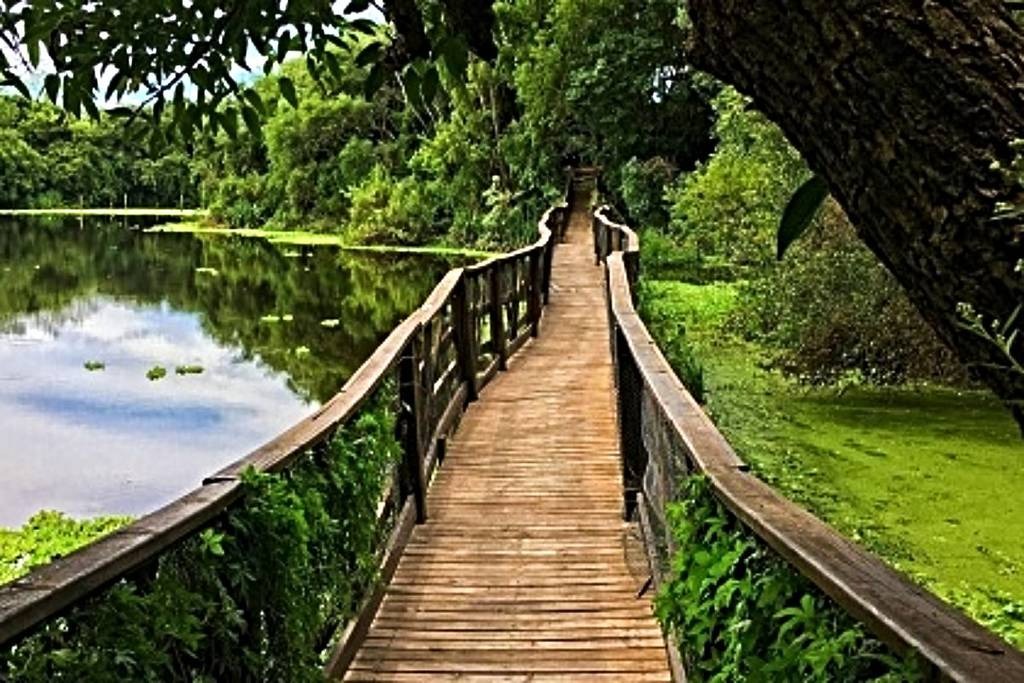 puente sobre lago y bosque