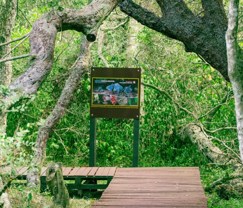 bosque y arboles