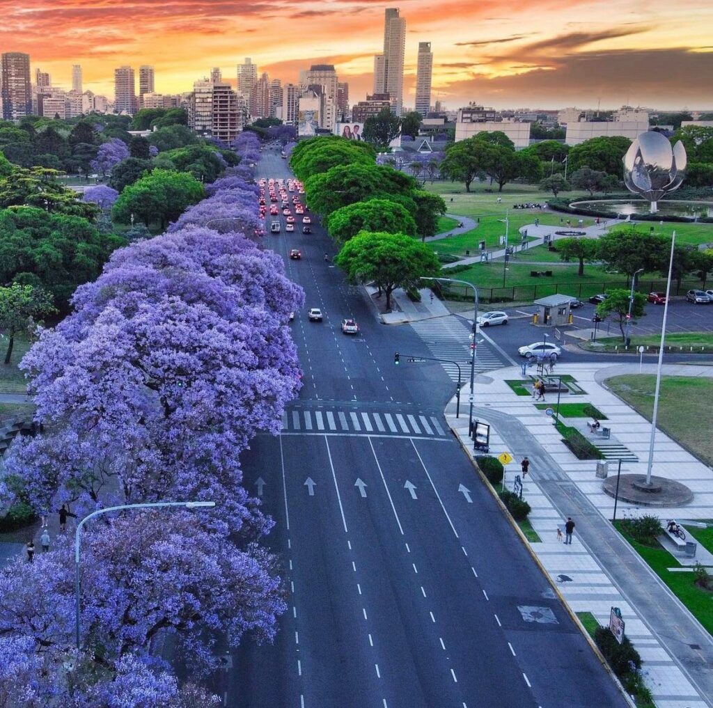 jacaranda desde el aire